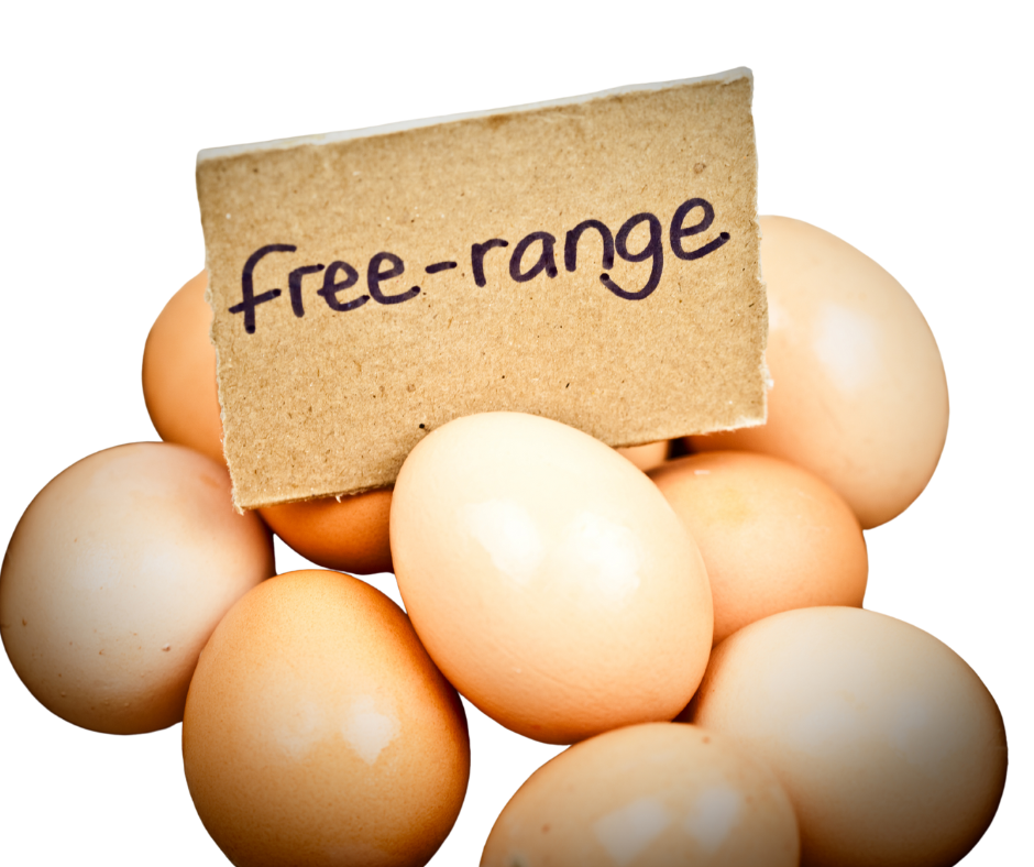 Free Range Egg