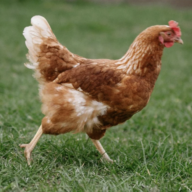 Layer Chicken