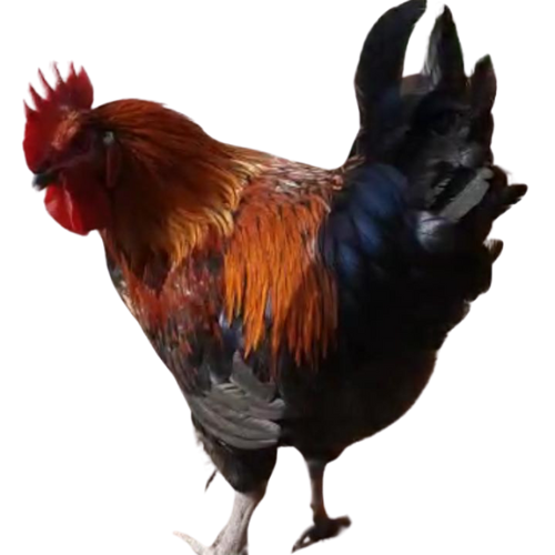 Rooster